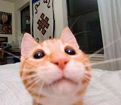 Gatous