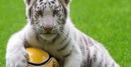 white tiger